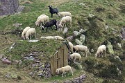 76 Piccolo gregge di pecore al pascolo al Bivacco